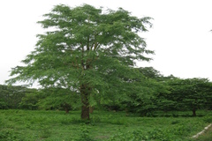 Hardwickia binata